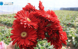 新乡鲜花,探寻中原花乡的浪漫与美好”