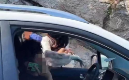 女司机超速逆行撞死老人,女司机超速撞亡老人获刑两年