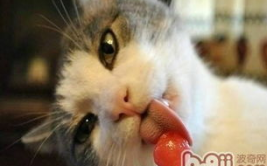 可以给猫咪**类食物吗,安全与营养并重的食物选择