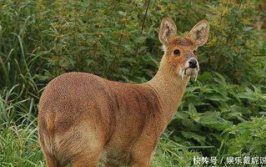 野生动物50多年锐减近七成,50年野生动物锐减近七成，人类面临严峻挑战